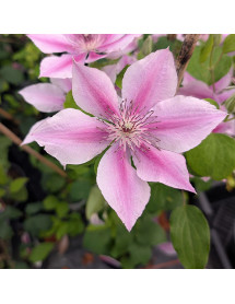 Clematis Yuan (Evipo082) (2lt)