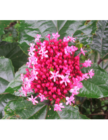 Clerodendrum bungei (3lt)