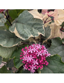 Clerodendrum bungei Pink Diamond (3lt)