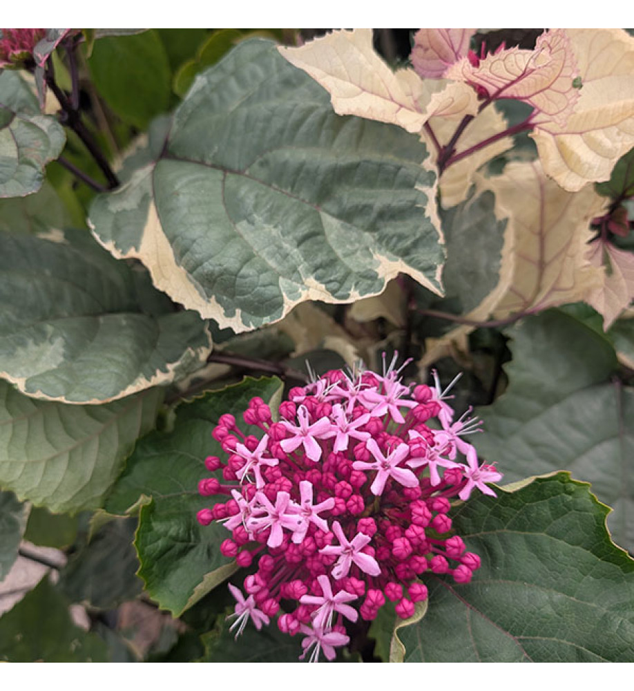 Clerodendrum bungei Pink Diamond (3lt)