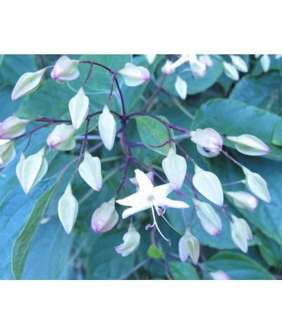 Clerodendrum trichotomum fargesii (3lt)