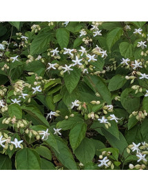 Clerodendrum trichotomum fargesii (5lt)