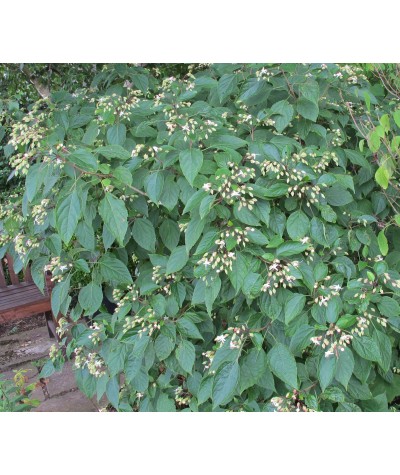 Clerodendrum trichotomum fargesii (3lt)