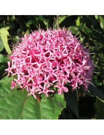 Clerodendrum bungei (2lt)