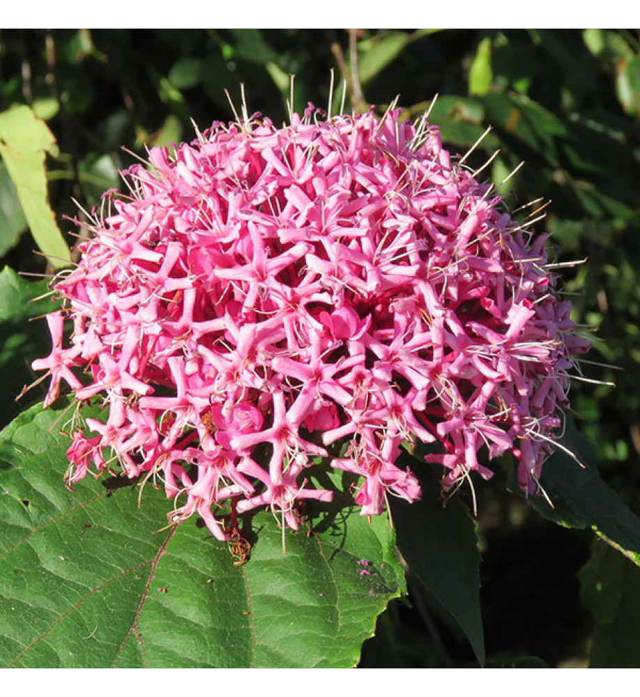 Clerodendrum bungei (3lt)