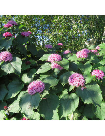 Clerodendrum bungei (2lt)