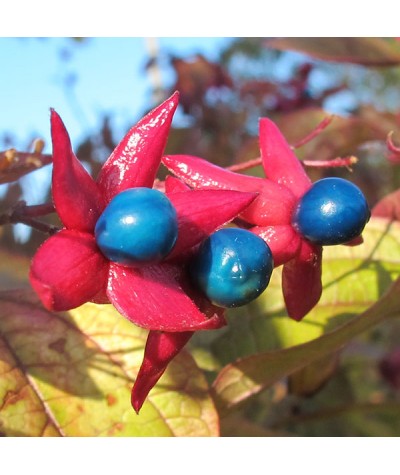 Clerodendrum trichotomum fargesii (5lt)