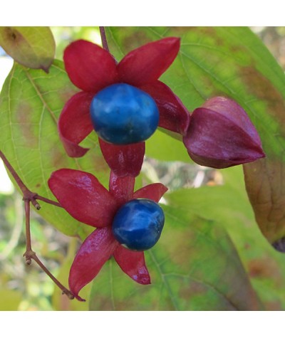 Clerodendrum trichotomum fargesii (7.5lt)