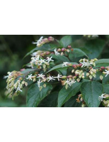 Clerodendrum trichotomum fargesii (5lt)