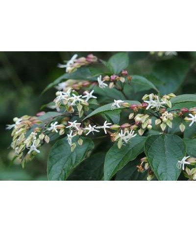 Clerodendrum trichotomum fargesii (7.5lt)