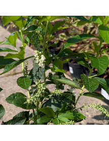 Clethra alnifolia Hummingbird (3lt) Clethra alnifolia Hummingbird (3lt)