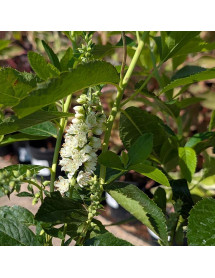 Clethra alnifolia Hummingbird (3lt)