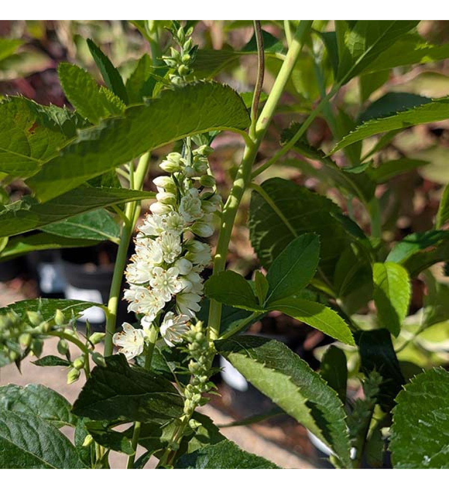 Clethra alnifolia Hummingbird (3lt)