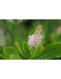 Clethra alnifolia Ruby Spice (7.5lt)