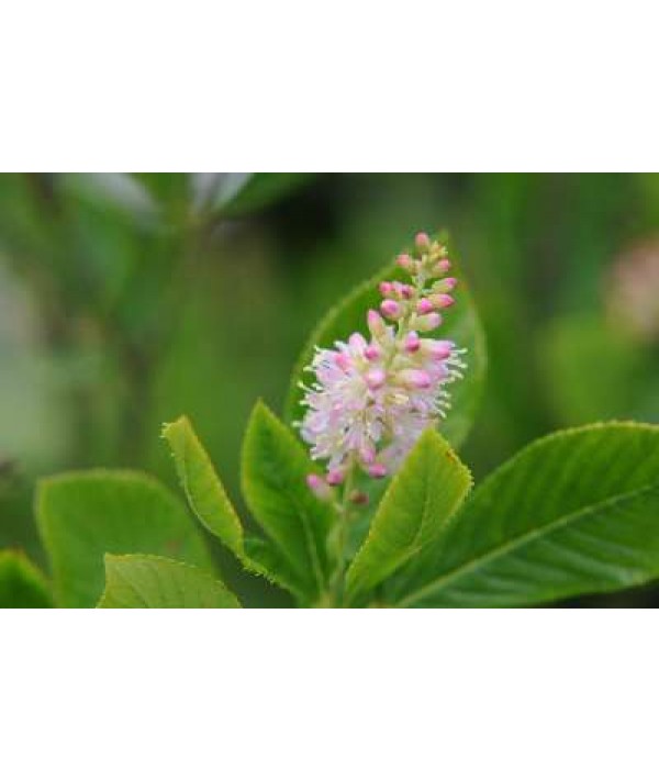 Clethra alnifolia Ruby Spice (3lt)