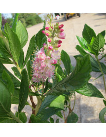 Clethra alnifolia Ruby Spice (7.5lt)