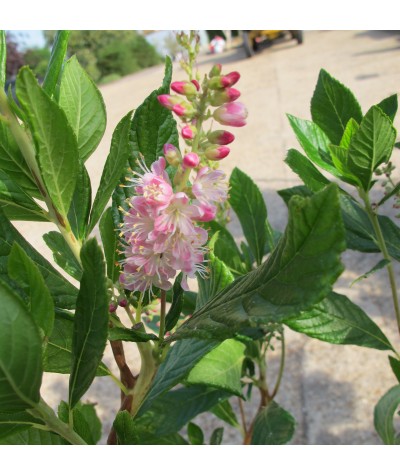 Clethra alnifolia Ruby Spice (3lt)