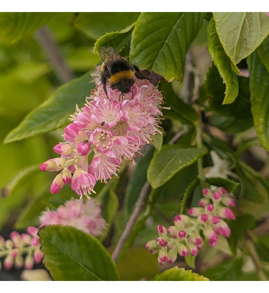 Clethra alnifolia Ruby Spice (7.5lt)