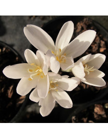 Colchicum autumnale Album (1lt) Colchicum autumnale Album (1lt)