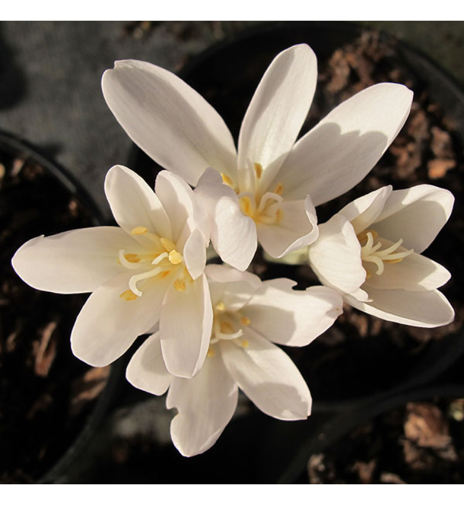 Colchicum autumnale Album (1lt)