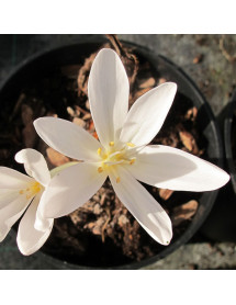 Colchicum autumnale Album (1lt) Colchicum autumnale Album (1lt)