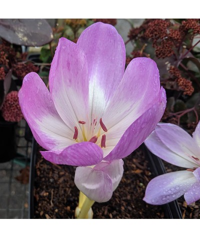 Colchicum Lilac Wonder (2lt)
