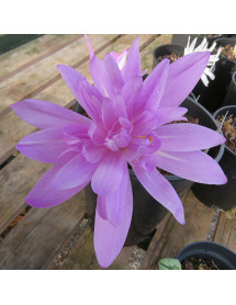 Colchicum Waterlily (1lt)