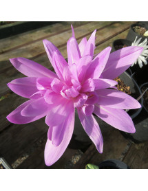 Colchicum Waterlily (1lt)