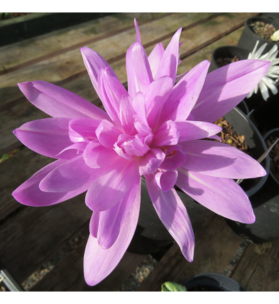 Colchicum Waterlily (1lt)