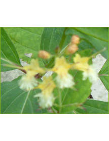 Collinsonia canadensis (2lt)