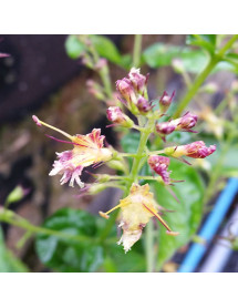 Collinsonia canadensis (2lt)