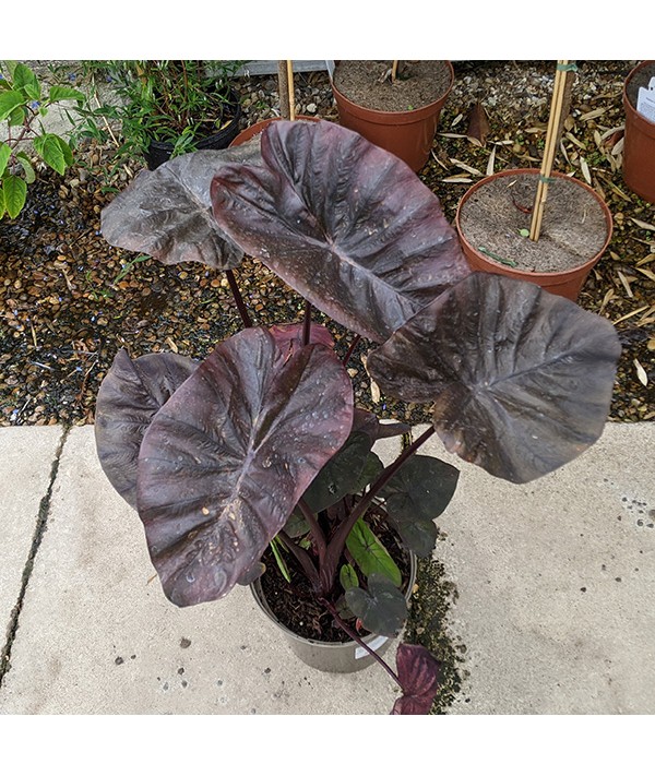 Colocasia esculenta Black Coral (5lt)