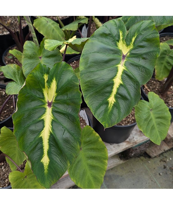 Colocasia esculenta White Lava (3lt)