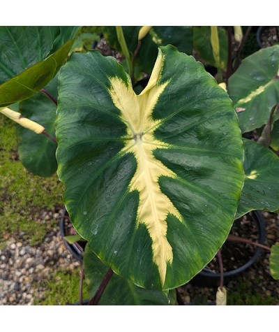 Colocasia esculenta White Lava (3lt)