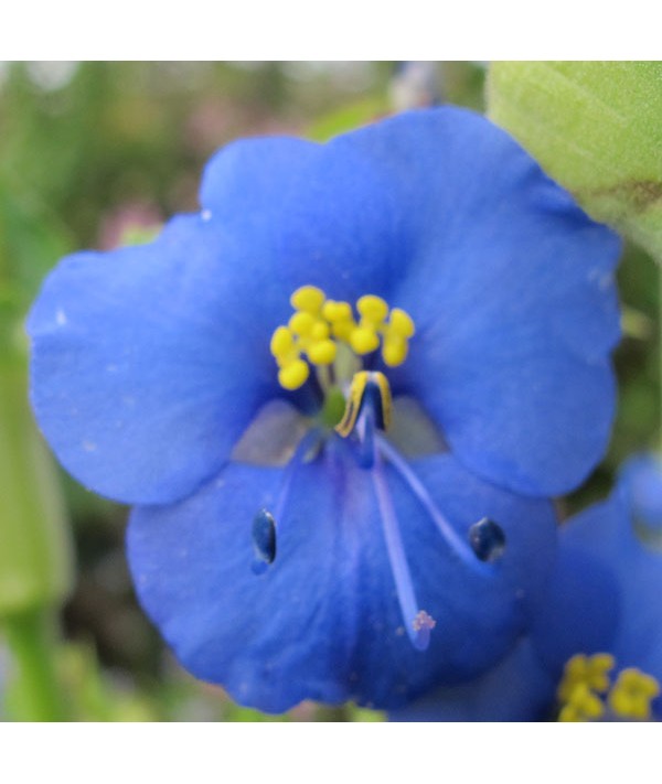 Commelina dianthifolia Electric Blue (1.5lt)