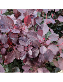 Cotinus Dusky Maiden (3lt)