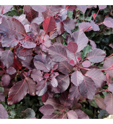 Cotinus Dusky Maiden (2lt)