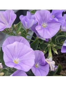Convolvulus sabatius (1.5lt) Convolvulus sabatius (1.5lt)