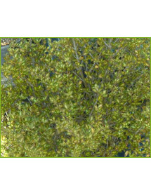 Coprosma Beatson's Gold (3lt) Coprosma Beatson's Gold (3lt)
