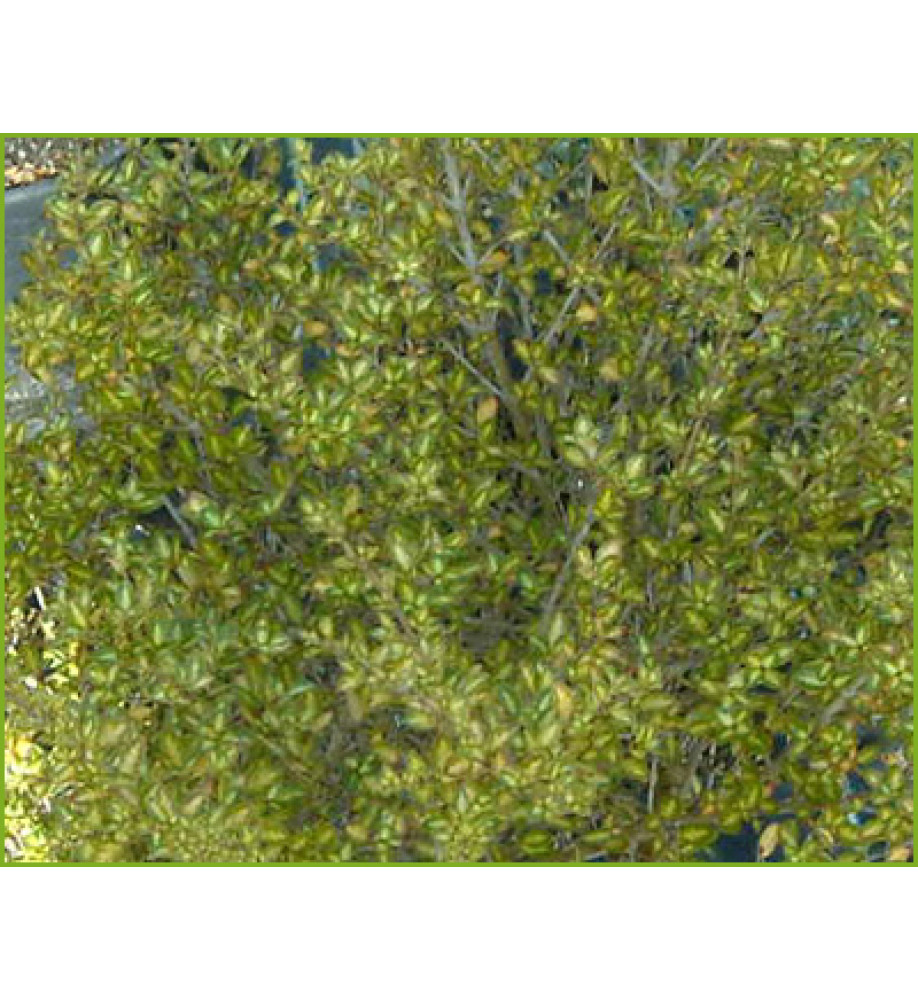 Coprosma Beatson's Gold (3lt)