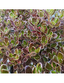 Coprosma Eclipse (5lt)