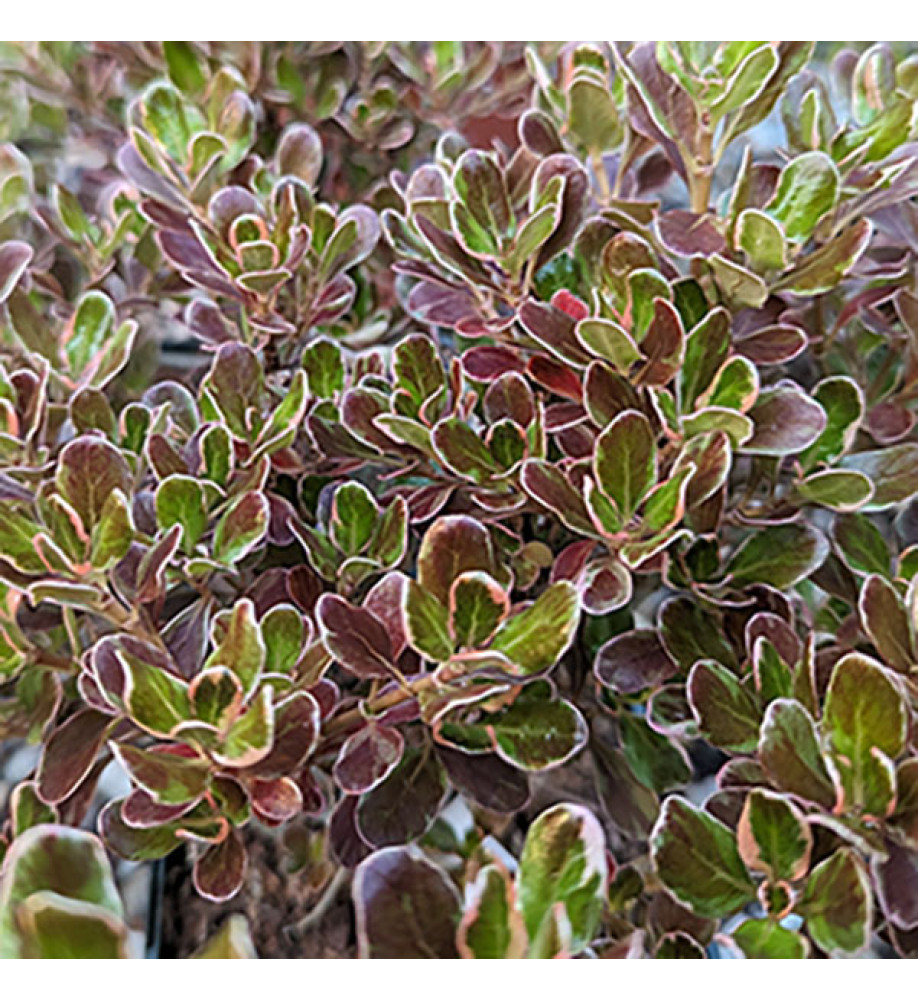 Coprosma Eclipse (5lt)
