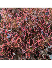 Coprosma Eclipse (5lt) Coprosma Eclipse (5lt)