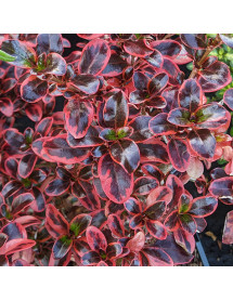 Coprosma Inferno (7.5lt)