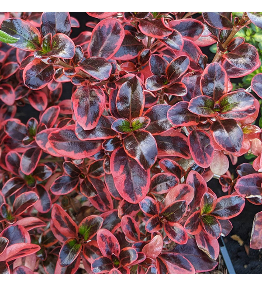 Coprosma Inferno (7.5lt)