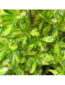 Coprosma Lemon and Lime (5lt) Coprosma Lemon and Lime (5lt)