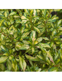 Coprosma Lemon and Lime (5lt)
