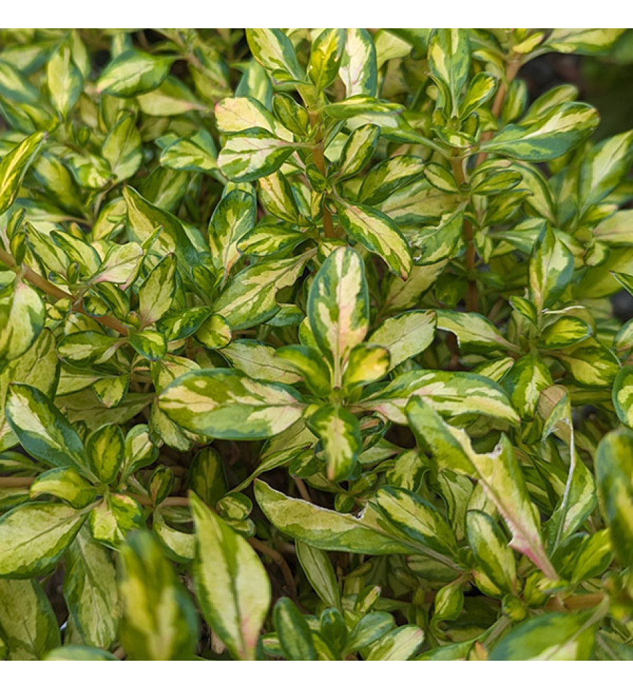 Coprosma Lemon and Lime (5lt)