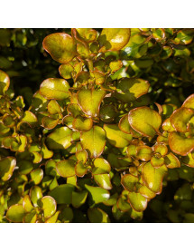 Coprosma repens Pina Colada (5lt)