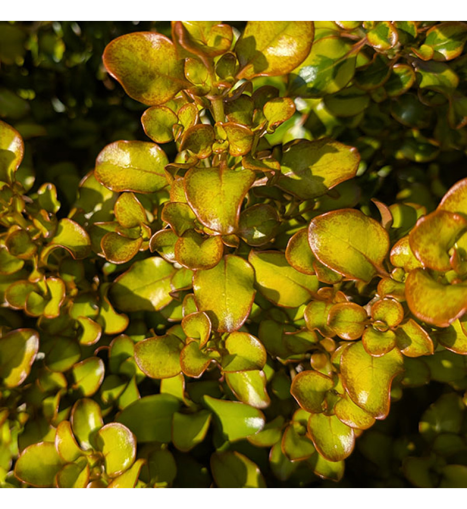 Coprosma repens Pina Colada (5lt)